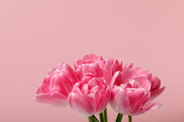 Bouquet of spring tulips isolated on pink background