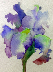 watercolor art  background floral  exotic spring flower iris blossom bloom painting bright  textured  decoration  hand beautiful colorful delicate romantic