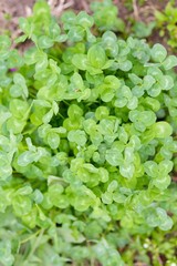 The young leaves of the clover in the spring.