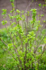 Young branches and leaves of the red currant in the garden
