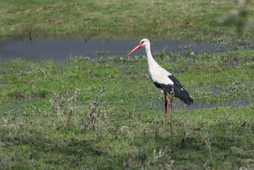 White stork (Ciconia ciconia). Wildlife animal on nature background