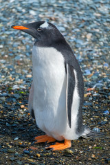 Gentoo penguin (Pygoscelis papua) stands on the ground close up view. Tierra del Fuego, Argentina