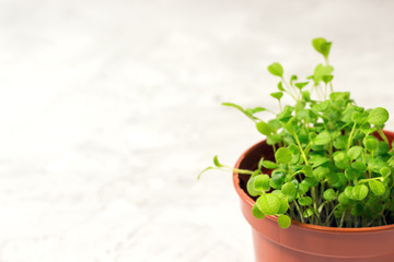 seedlings of forget-me-not flower in a plastic pot and gardening tools