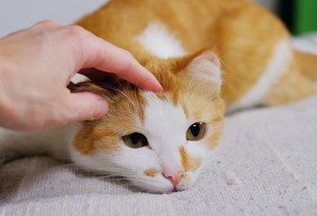 woman hand petting cute orange and white cat