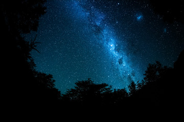 Starry sky and Milky Way galaxy with trees around the frame