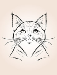 Vector sketch of a stylized kitten's face. Sketch illustration .
