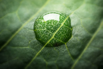 Beautiful green leaf texture with drops of water. Very shallow focus.