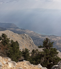 forest on the island.