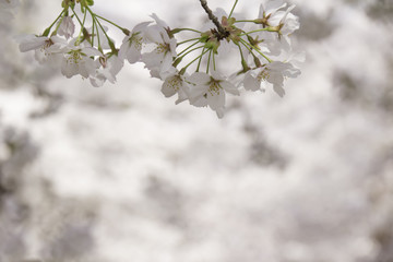 満開の桜の花