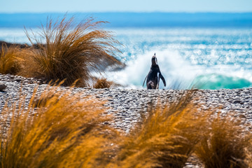 Magellanic penguin (Spheniscus magellanicus) walks on the beach towards the ocean. Argentina