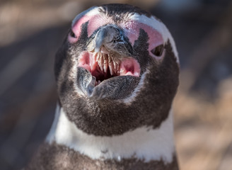 Magellanic penguin (Spheniscus magellanicus) with open mouth