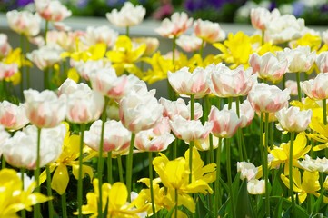 Fototapeta premium Flowering plant in nature. Tulip flowers white with pink.