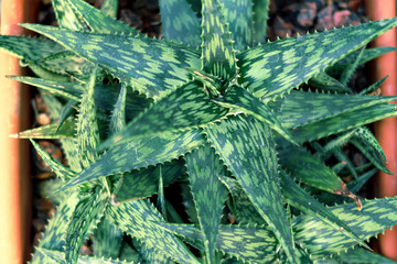 top view of Aloe variegata in pot, natural background