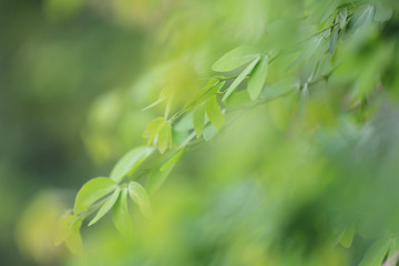 Green leaves of tamarind in the garden for design nature background in you work.