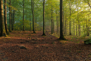 autumn forest, sun