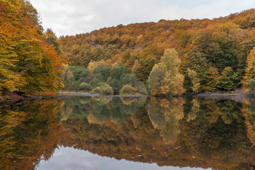 autumn forest by the lake