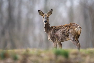 Rehwild im Wechsel zur Sommerdecke © sebgsh