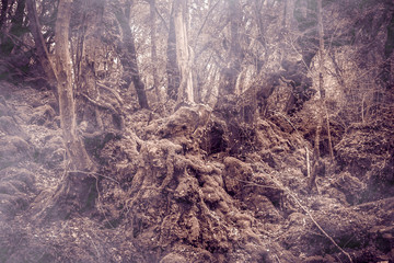 Crepuscolo nel bosco del Sasseto con la nebbia