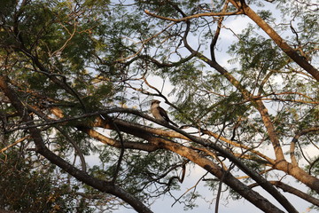 Kookaburra