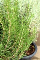 Rosemary plant in garden