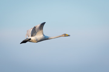 Singschwan im Flug