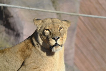 Lion Face