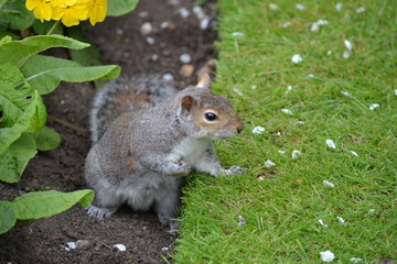 Squirrel