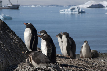 Obraz premium Brown Bluff Antarctica, gentoo penguins on beach with boat in background