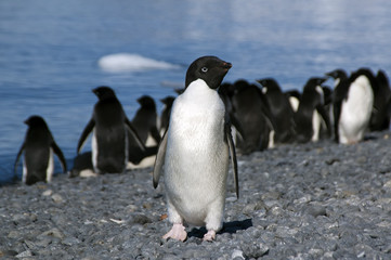 Naklejka premium Brown Bluff Antarctica, adelie penguin on beach with water in background
