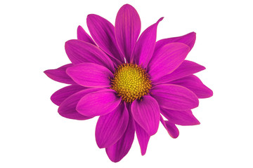 Obraz premium Lilac flower with petals and heart on white isolated background. Pattern for the designer.