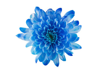 Blue  flower with petals and heart on white isolated background. Pattern for the designer.