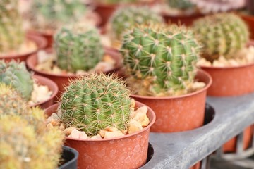 Beautiful cactus in tropical