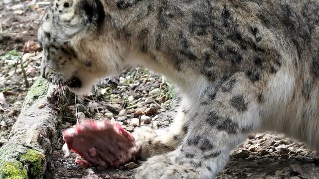 Snow leopard - Irbis (Panthera uncia) with a piece of meat