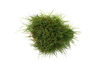 Green grass with dirt, soil isolated on white background and texture, top view