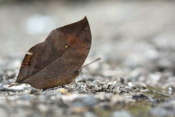 Butterfly from the Taiwan(Kallima inachus) Leaf butterfly 