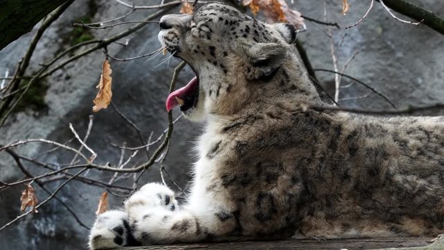 Face portrait of snow leopard - Irbis (Panthera uncia).