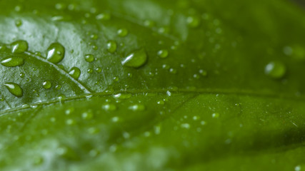 green leaves indoor plants macro