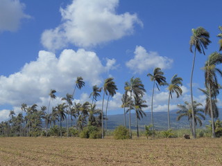 palmier ile de la reunion