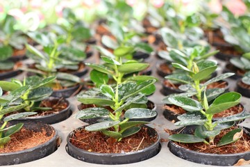 Small trees in garden