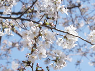 満開の桜