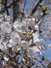満開の桜