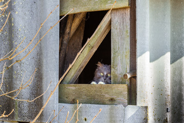 Old and very dangerous asbestos roof. Asbestos dust in the environment.