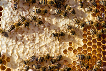 closeup of bees on honeycomb in apiary