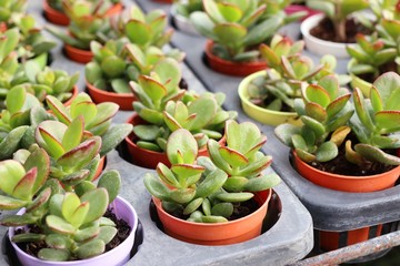 Calandiva or cactus in nature