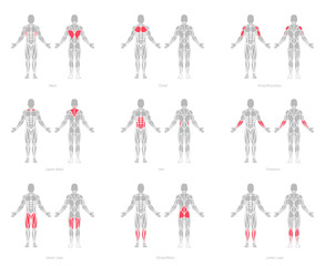 Human muscles anatomy model vector - obrazy, fototapety, plakaty
