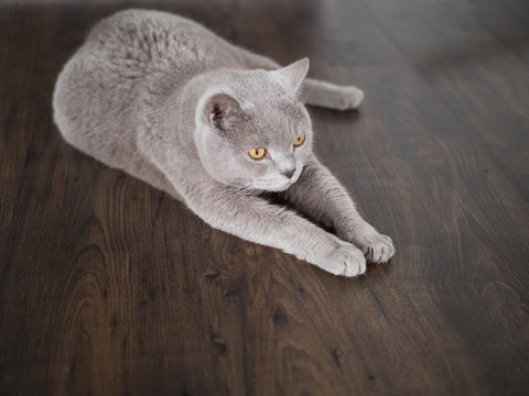 large gray cat of British breed lying on the floor