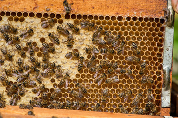 closeup of bees on honeycomb in apiary