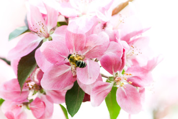 Biene auf Apfelbl&uuml;te