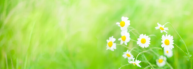 Blurred Wide angle flowers Summer background