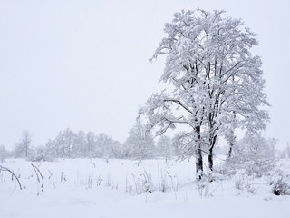 Fototapeta premium Winter Tree